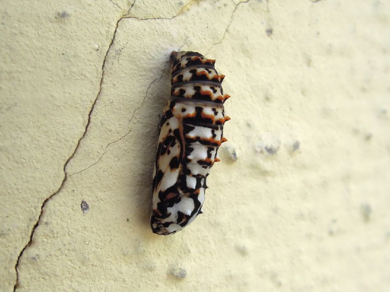 Melitaea didyma